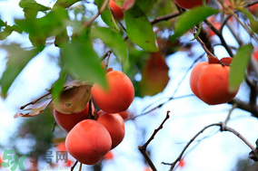 野柿子怎么做好吃,野柿子怎么吃比较好