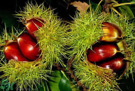 板栗的保存方法有哪些,栗子的储存方法