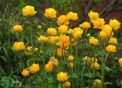 孕妇可以喝金莲花茶吗?,孕妇能喝金莲花茶吗