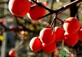 早上空腹吃柿子的危害,空腹吃柿子的危害