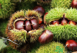 4岁儿童板栗吃多少比较好,板栗吃多少比较合适