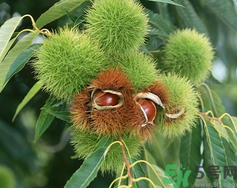 吃板栗会胖吗?有什么作用,吃板栗有助于减肥吗