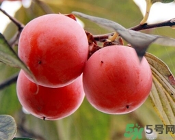 吃野柿子有什么好处,野柿子能吃吗?有什么作用?