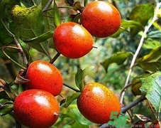 野柿子的营养价值,野柿子有什么药用价值