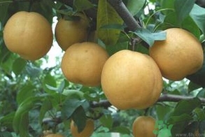 丰水梨图片,丰水梨的产地在哪里