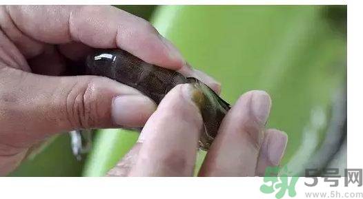 大明虾怎么去除虾线,明虾怎么去虾线最方便