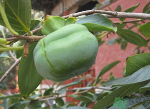 泡柿子的最佳方法,泡柿子的制作方法窍门