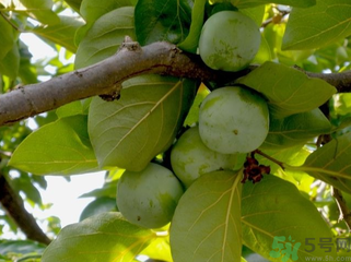 青柿子如何不涩,柿子特别涩