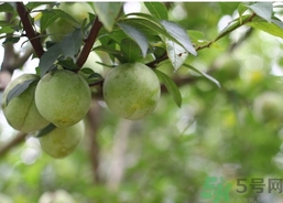 奈李的功效和作用,奈李的功效和作用禁忌 奈李的功效和作用,奈李的功效和作用禁忌