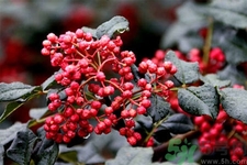 花椒的好处有哪些,花椒的好处和坏处