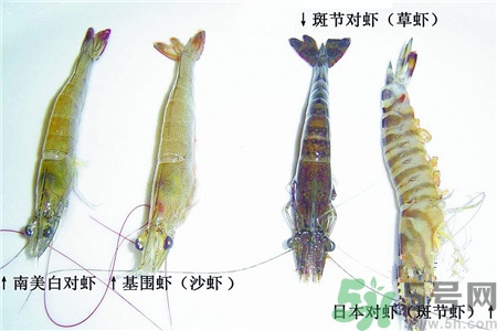 明虾和基围虾的区别,哪个好?,明虾和基围虾的区别有图