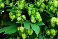 野西瓜的功效和用法,野西瓜的功效作用 治什么病?