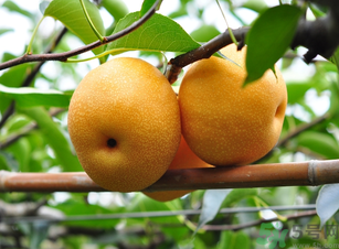 丰水梨的营养价值及功效,丰水梨的功效 丰水梨的营养价值及功效,丰水梨的功效