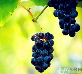葡萄有酒味还能吃吗,葡萄有酒精味了还能吃吗