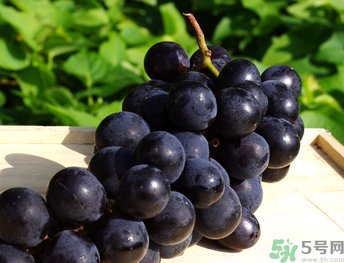巨峰葡萄怎么做葡萄酒?,巨峰葡萄能做葡萄酒吗 巨峰葡萄怎么做葡萄酒?,巨峰葡萄能做葡萄酒吗