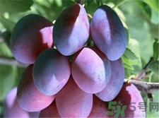 孕妇吃西梅有什么好处和坏处,孕妇吃西梅有什么好处孕妇能吃西梅