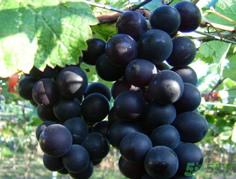 有籽葡萄和无籽葡萄的区别,有籽葡萄和无籽葡萄哪个好