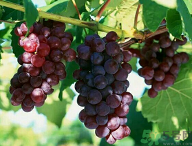 吃巨峰葡萄上火吗,巨峰葡萄上火还是降火