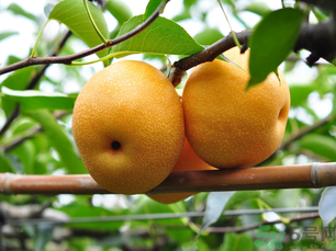 丰水梨可以煮水喝吗,丰水梨可以煮梨水吗