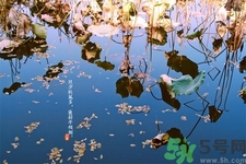 白露的传统食物,白露吃什么传统美食