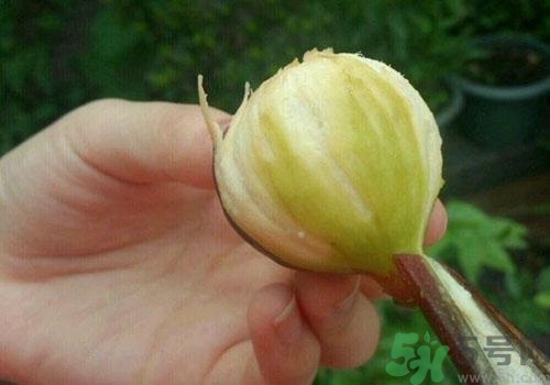吃无花果皮有什么好处,无花果皮能吃吗?和作用