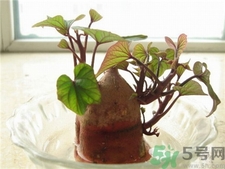 红薯发芽了还能吃吗?,红薯发芽了还能吃吗?红薯食用注意事项