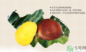 板栗泡酒的功效和作用及禁忌,板栗泡酒的功效和作用视频