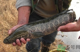 财鱼的营养价值及功效,财鱼的营养价值及功效和禁忌