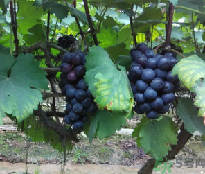 吃巨峰葡萄的好处和坏处,吃巨峰葡萄的好处