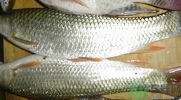 草鱼买回来怎么处理存放,草鱼杀了能放多久