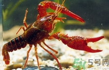 龙虾刚死能不能吃了,龙虾死了多久不能吃了 龙虾刚死能不能吃了,龙虾死了多久不能吃了