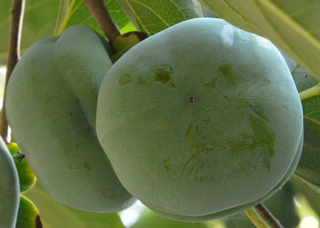 青柿子怎么催熟,青柿子怎么催熟又脆又甜 青柿子怎么催熟,青柿子怎么催熟又脆又甜