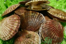 扇贝怎么看是活的,新鲜的扇贝是什么样子的