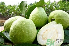 芭乐怎么吃籽能吃吗,芭乐怎么吃要削皮吗