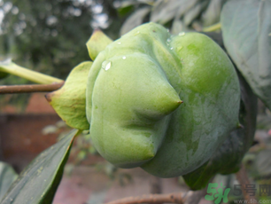 青柿子怎么吃才不涩,柿饼吃有什么作用