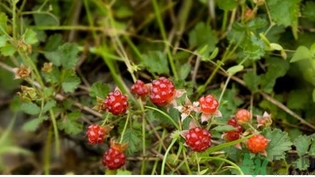 中药茅莓的功效和作用,茅莓的功效 中药茅莓的功效和作用,茅莓的功效