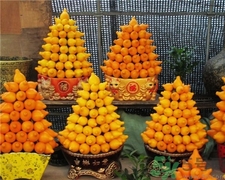 植物黄金果的功效和作用,黄金果是什么 黄金果的功效和作用 植物黄金果的功效和作用,黄金果是什么 黄金果的功效和作用