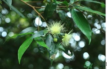 水蒲桃的功效和作用,水蒲桃的功效和作用能安胎 水蒲桃的功效和作用,水蒲桃的功效和作用能安胎