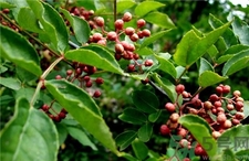 青花椒和红花椒哪个好吃,红花椒和青花椒哪个好