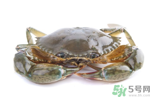 怎么挑选梭子蟹,挑梭子蟹技巧