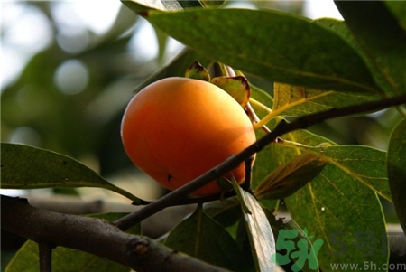 柿子里面的黑点能吃吗?,柿子里有黑点点可以吃吗 柿子里面的黑点能吃吗?,柿子里有黑点点可以吃吗