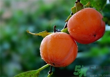 柿子的品种都有哪些,柿子品种大全名称 柿子的品种都有哪些,柿子品种大全名称