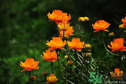 陈皮和金莲花泡水的功效,金莲花泡水的功效和作用