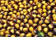 栗子的禁忌是什么,栗子的禁忌人群