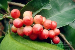 五月茶的功效和作用,六月霜茶的功效和作用