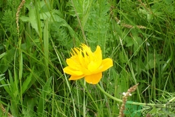 金莲花的功效和作用图,金莲花的功效和作用和副作用 金莲花的功效和作用图,金莲花的功效和作用和副作用
