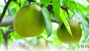 梨子和什么不能一起吃,梨和什么水果一起吃比较好 梨子和什么不能一起吃,梨和什么水果一起吃比较好