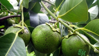 黑柿的功效和作用,黑柿子的营养价值及功效