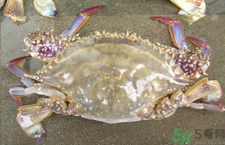 河蟹死了多久还能吃吗,河蟹死了几个小时能不能吃了