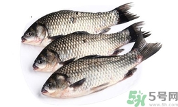 活鲫鱼怎样保存久一点,活鲫鱼买回家最好的储存方法 活鲫鱼怎样保存久一点,活鲫鱼买回家最好的储存方法